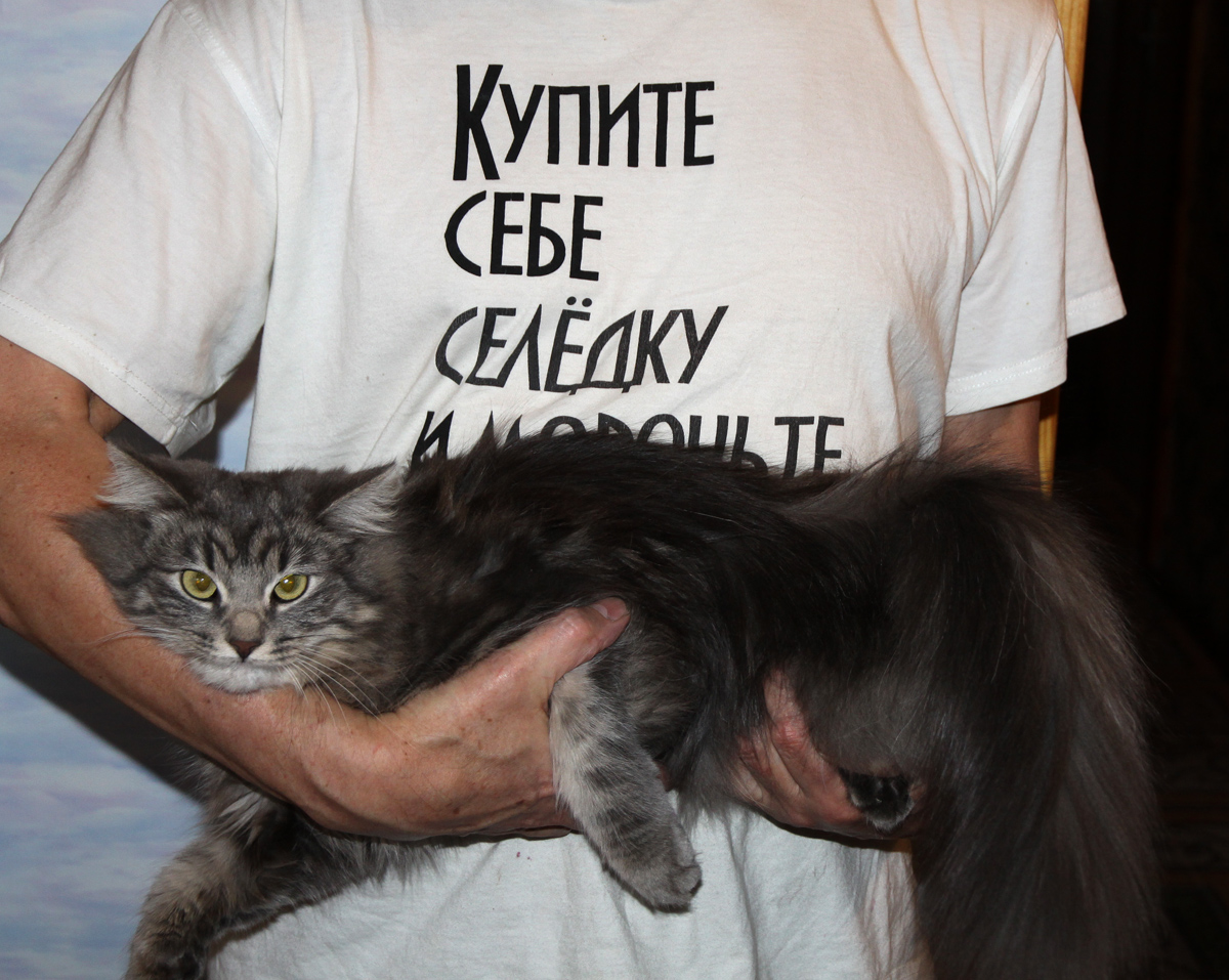 1 марта - российский день кошек. С праздником.