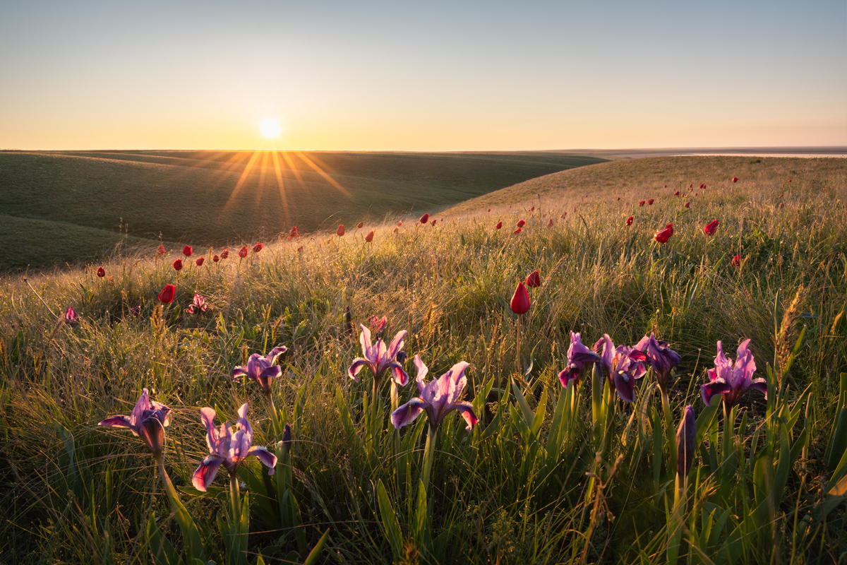 "Степные ирисы"