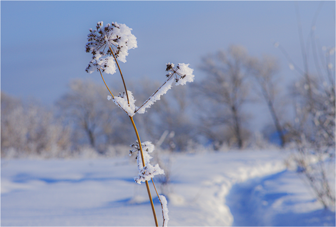 Зимний этюд