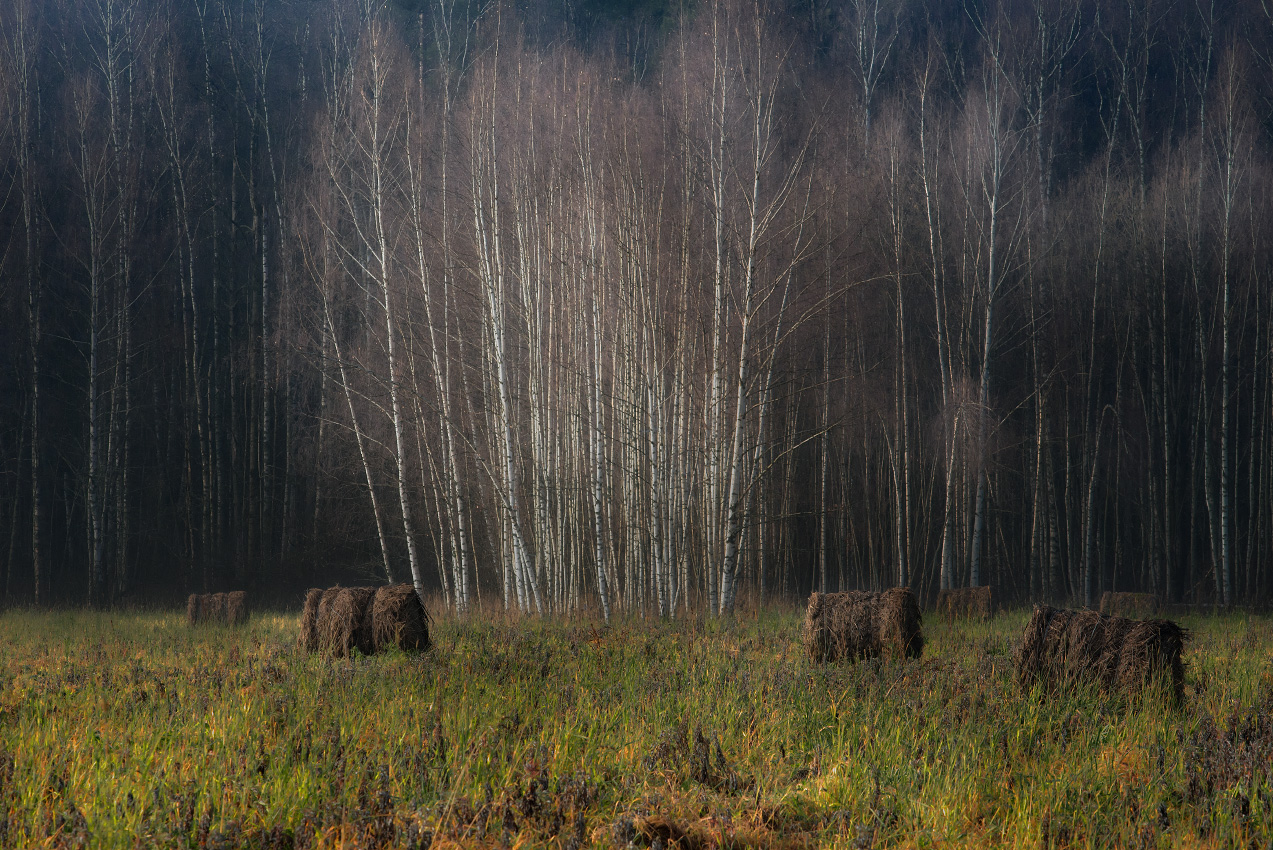 На опушке осени. Предзимье.