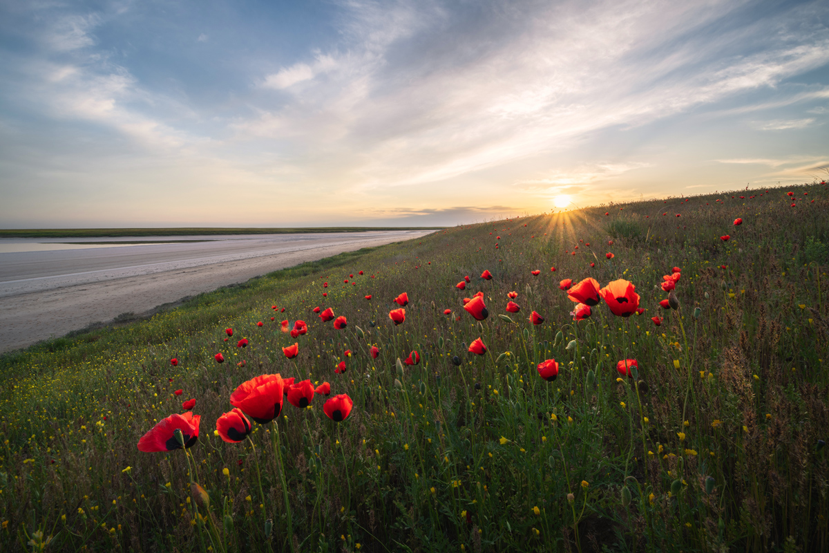 "Степные маки"