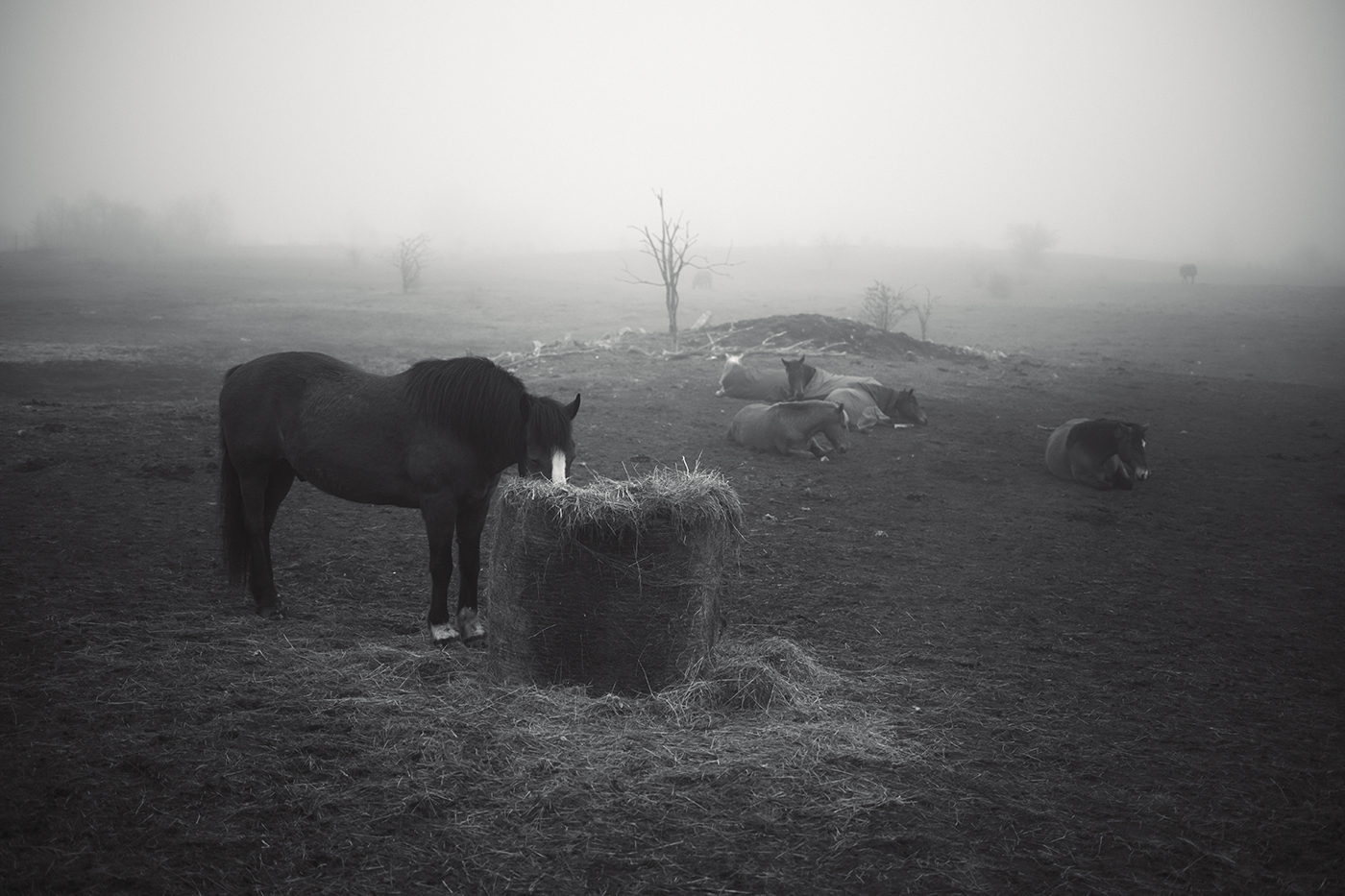Ленивый апрель.