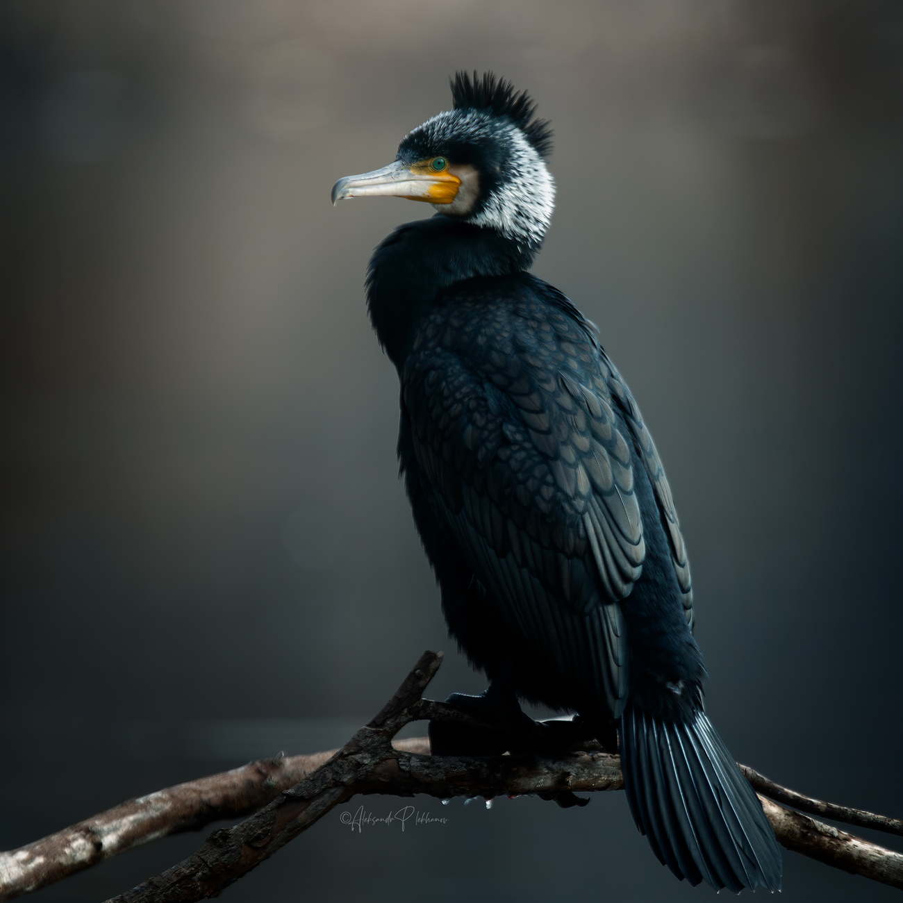 Образы живой природы