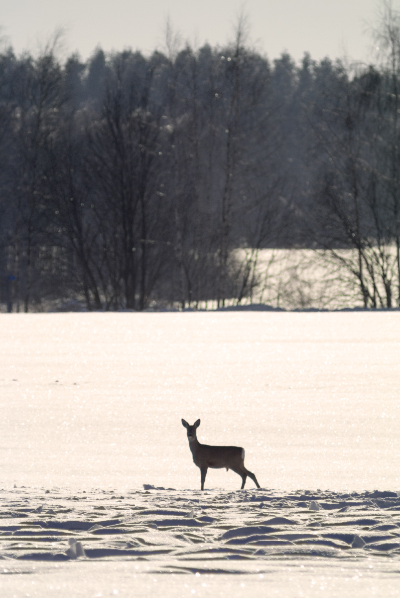 Палящее солнце