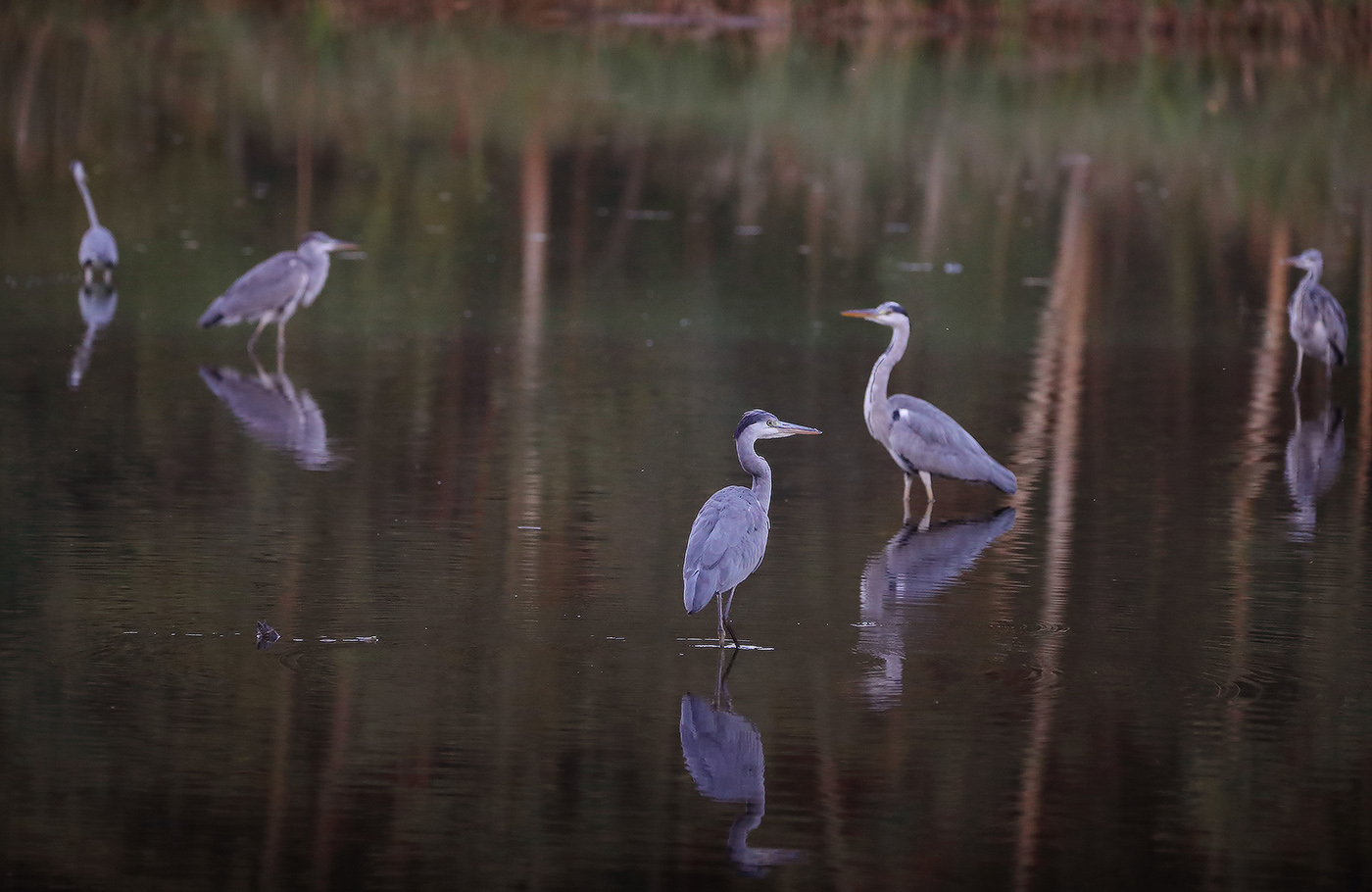 три плюс два