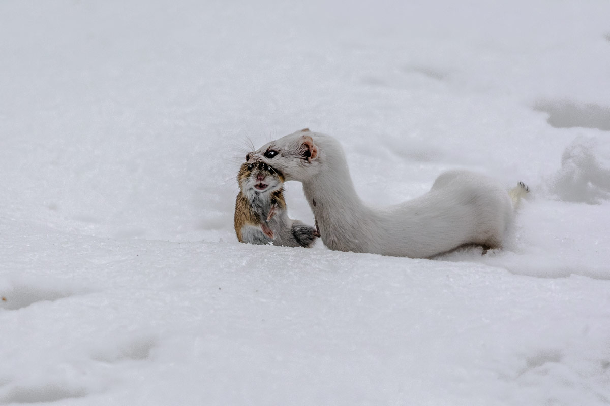 Ласка с добычей.