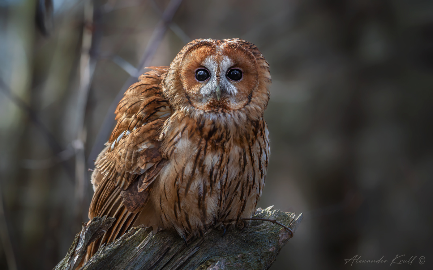 Лупоглазик