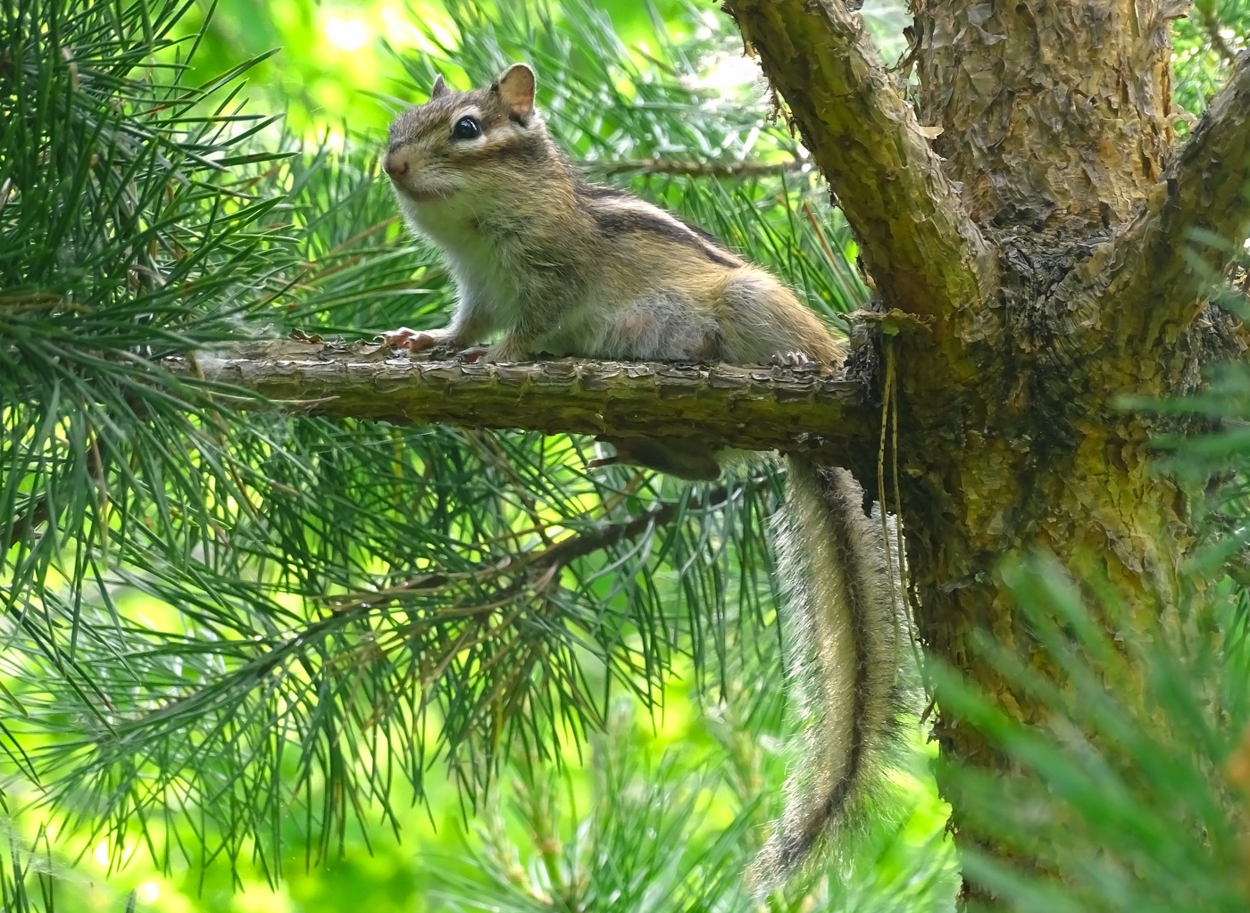 Бурундучиха