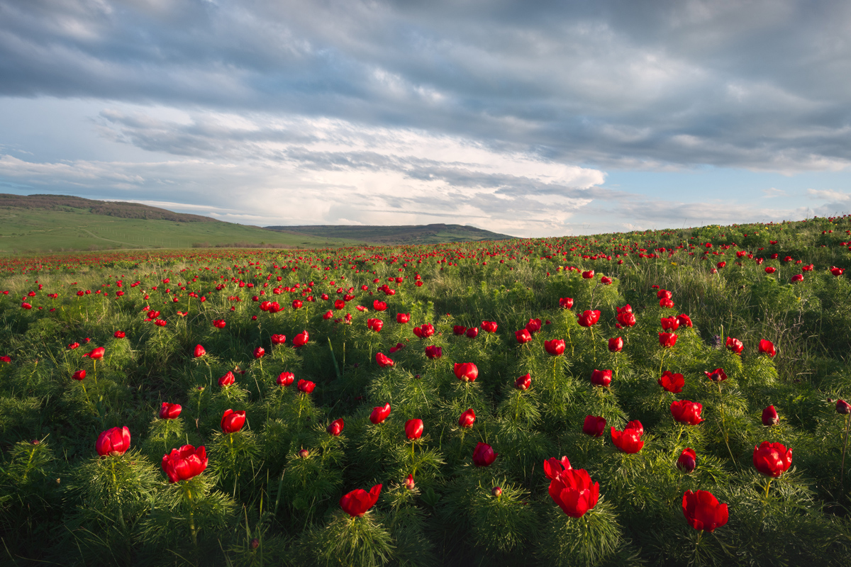 "Дикие пионы степи"