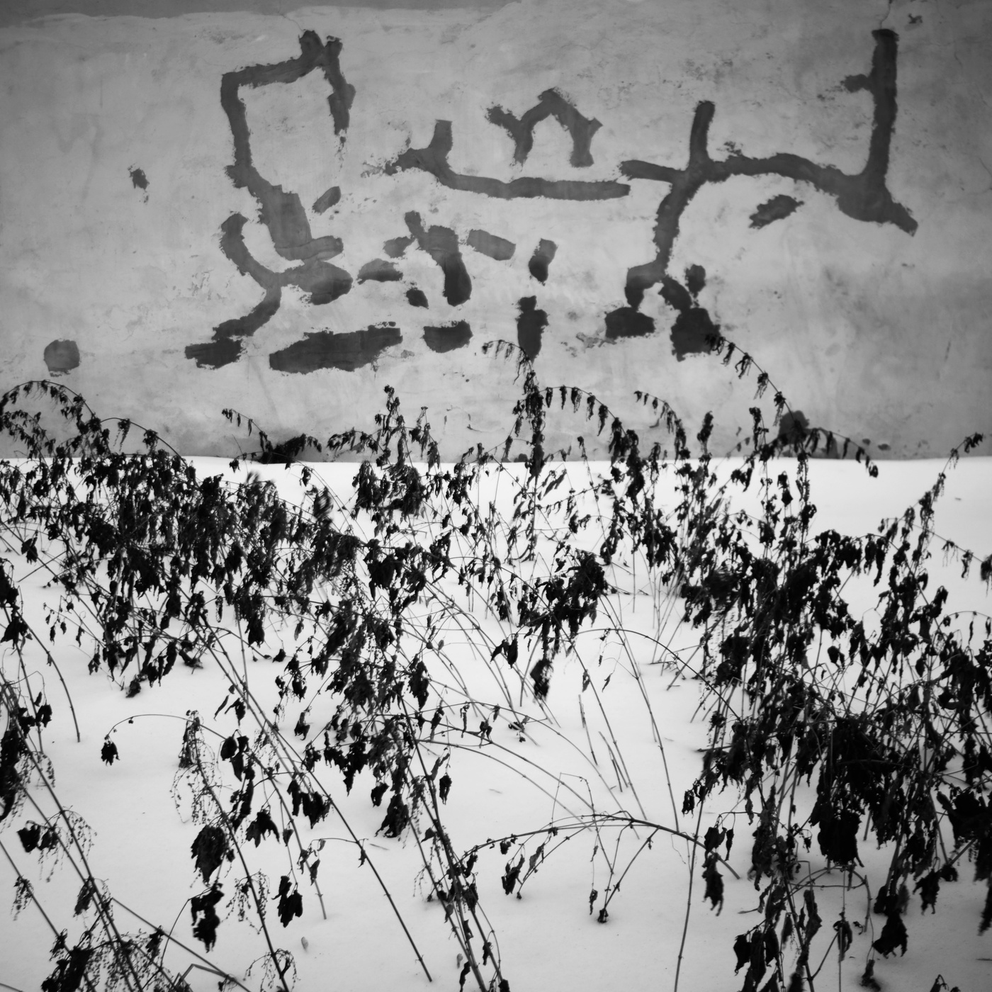 Охота на тигра