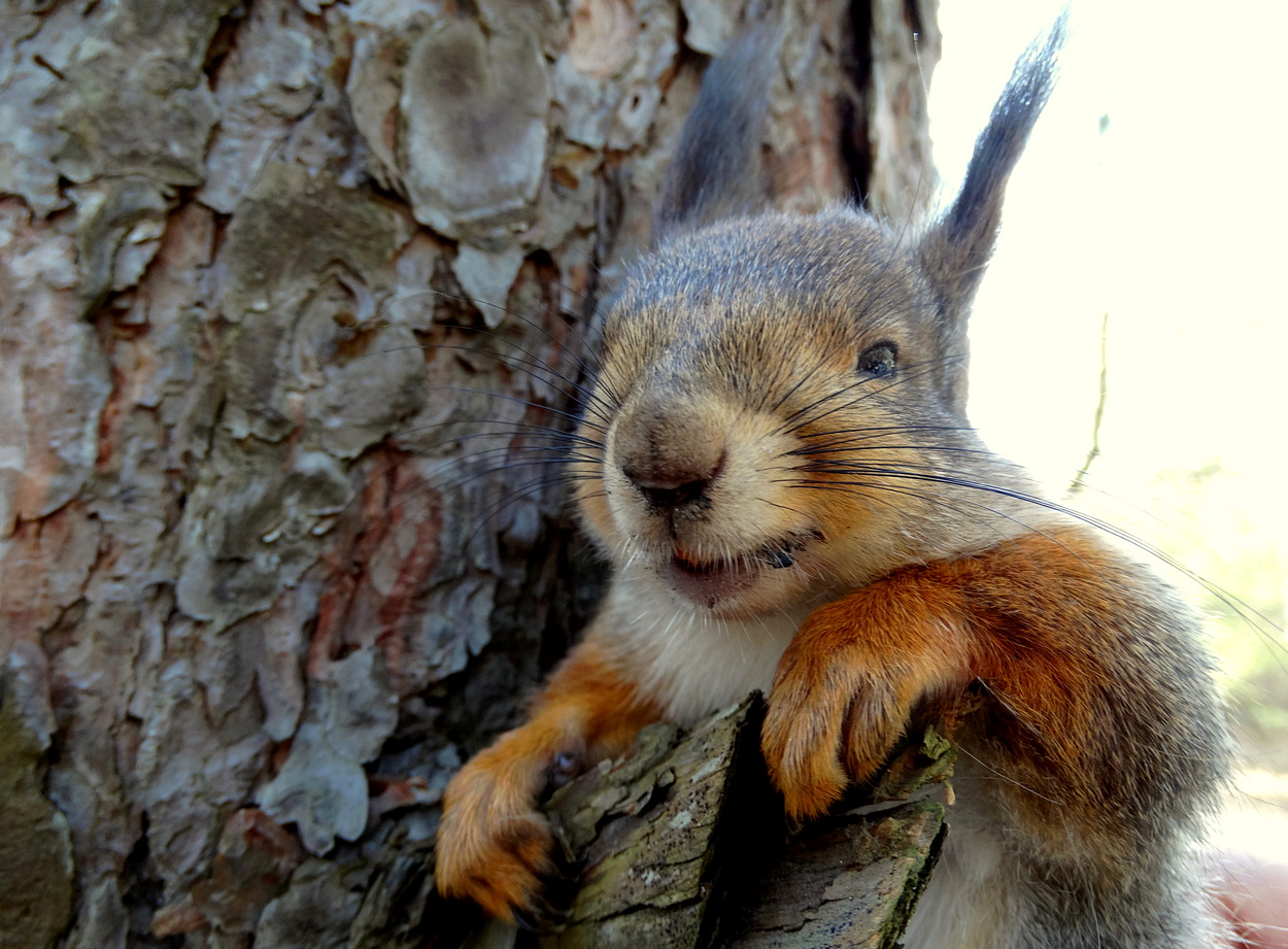 Весенний привет от белки