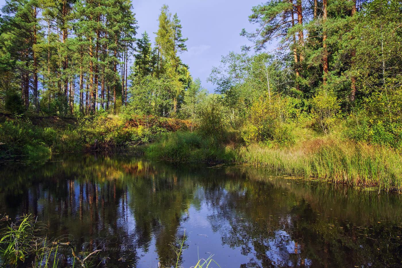 На лесной речке
