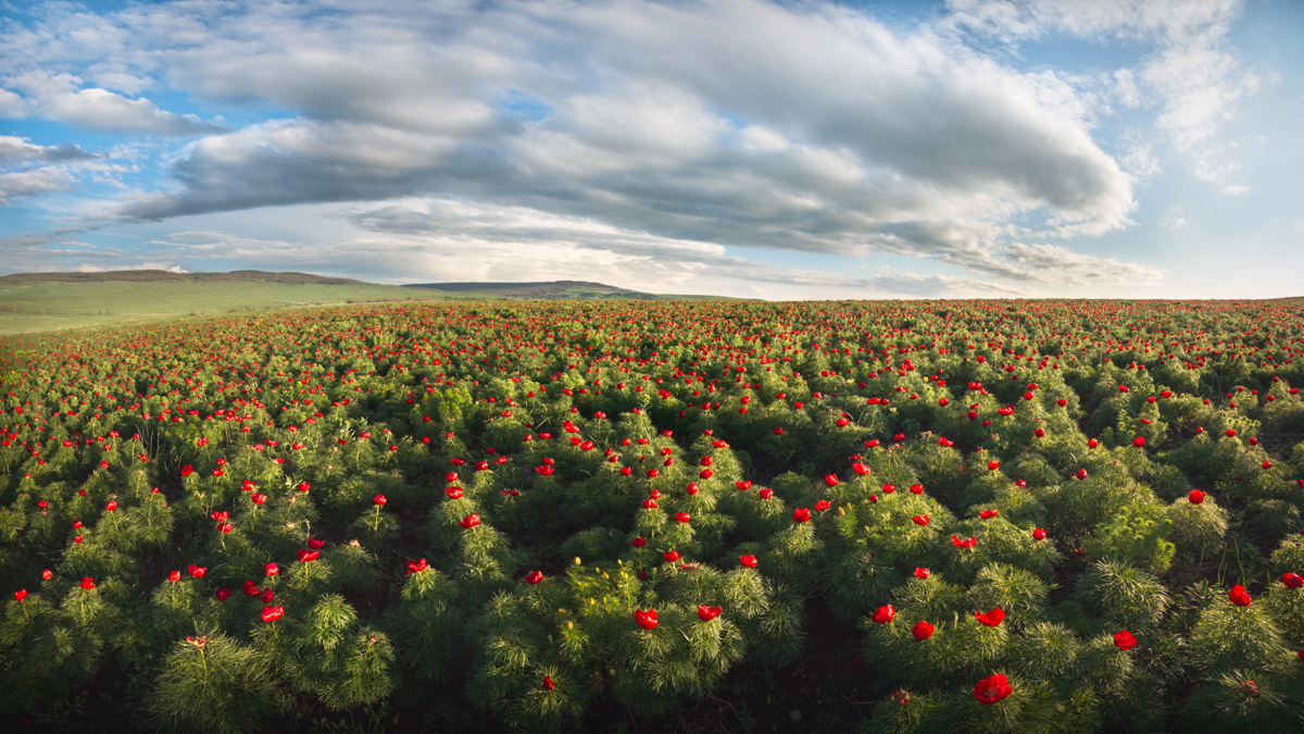 "Цветущие степи Ставрополья"