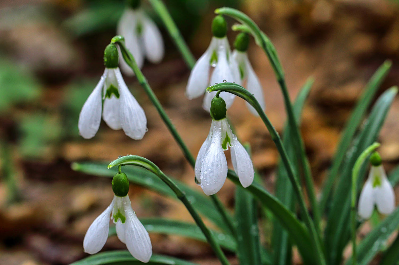 С Праздником, дорогие женщины!!
