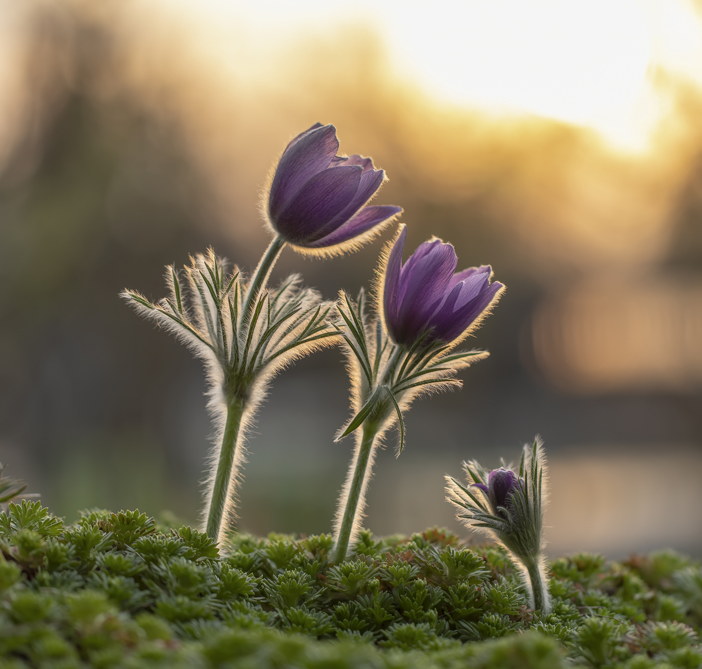 Весна для троих)