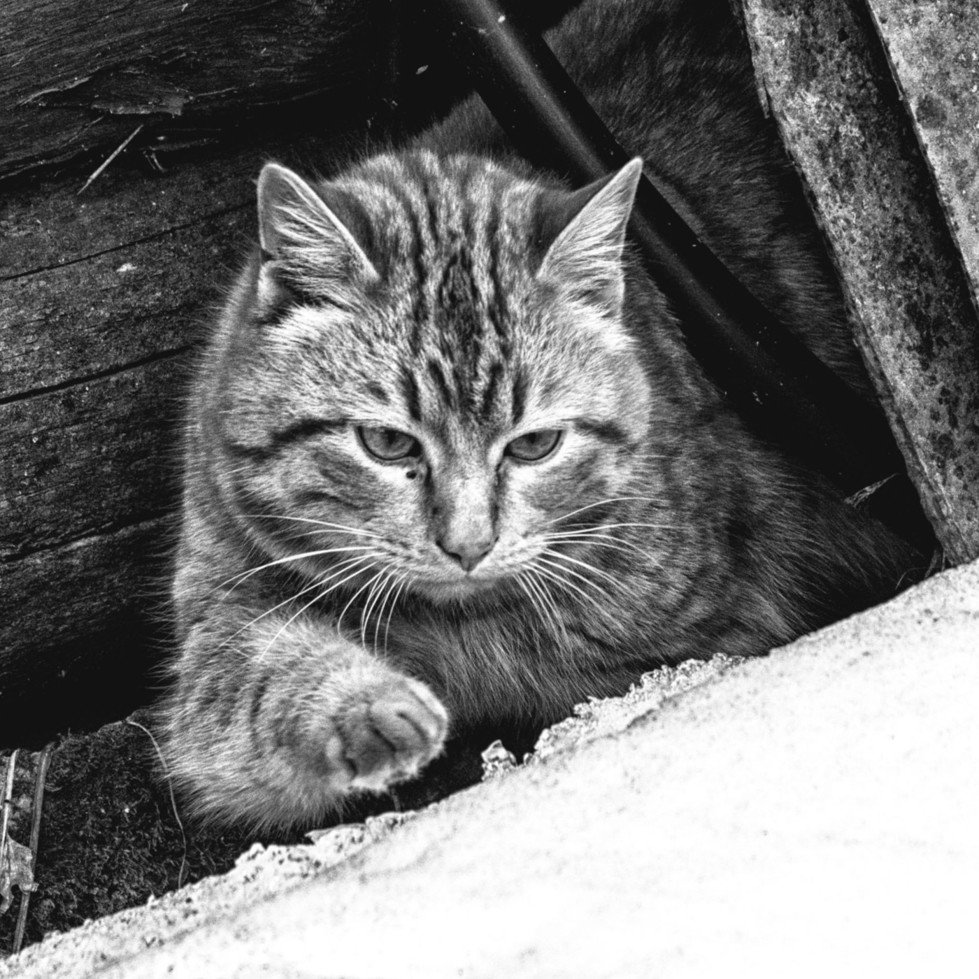 Пейзажизнь