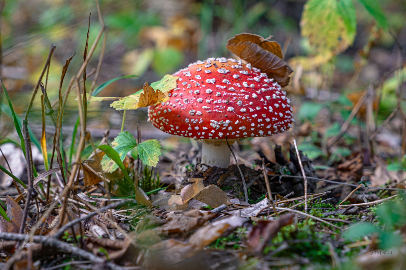 Мухомор.