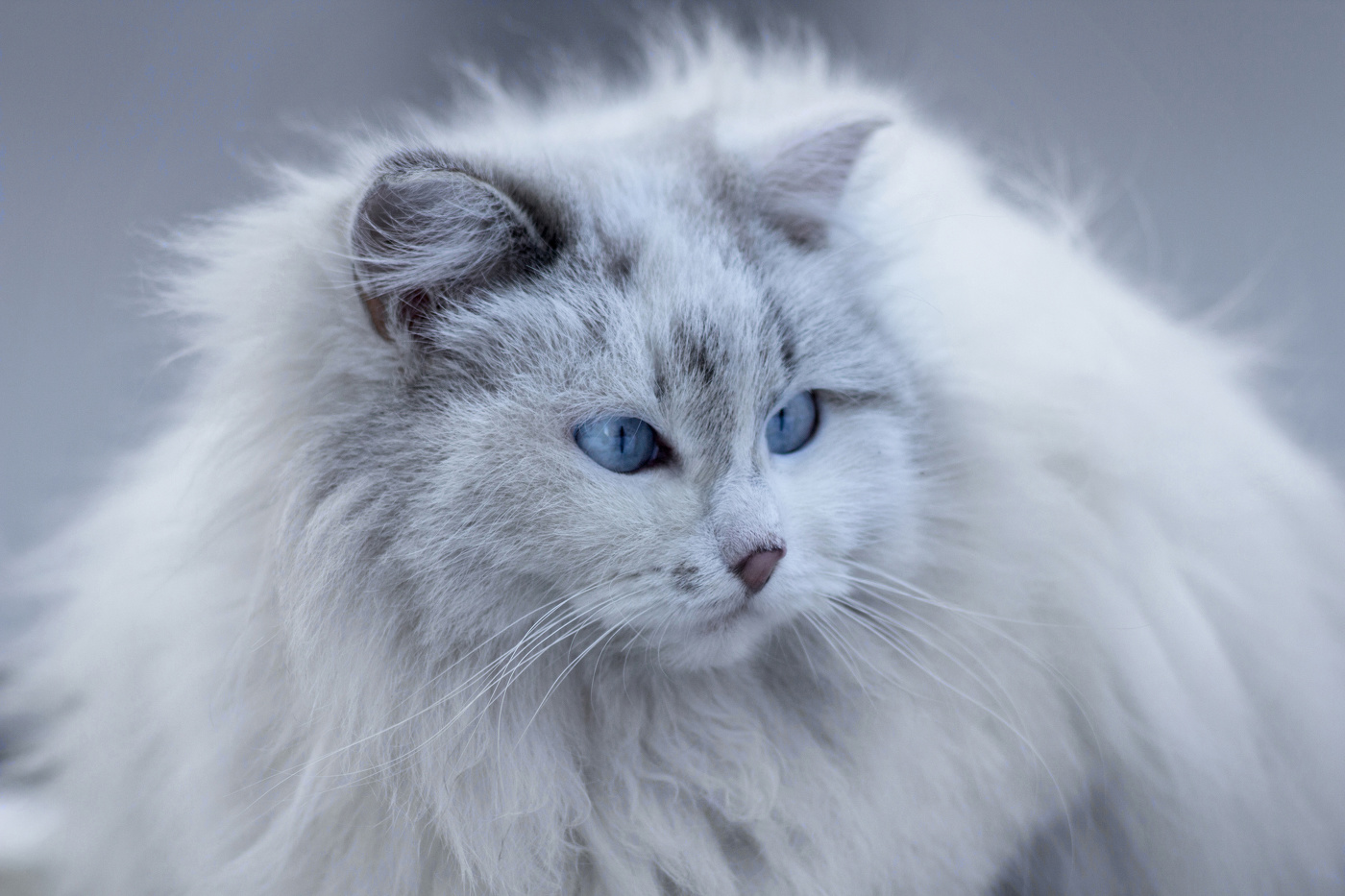 "Снежная королева"