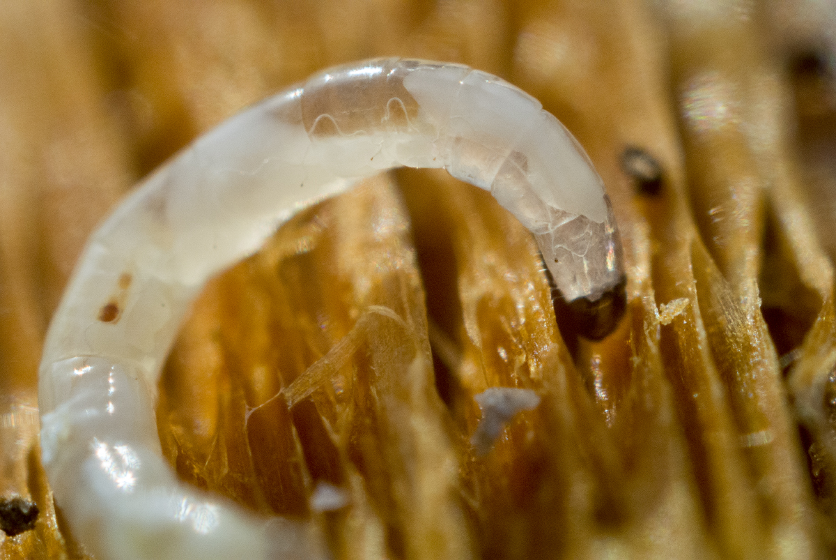 Зародыш личинки короеда