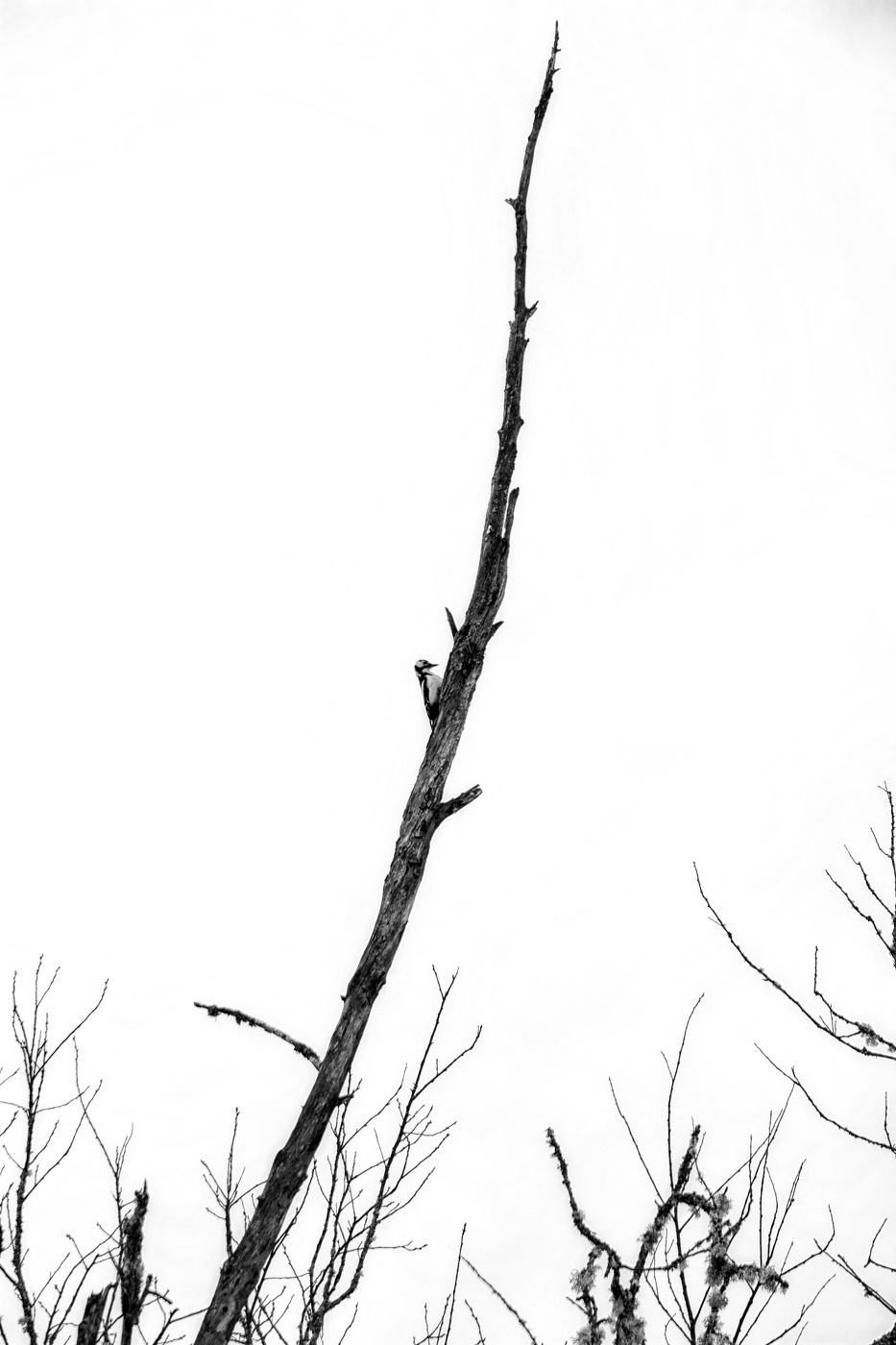 Пейзажизнь