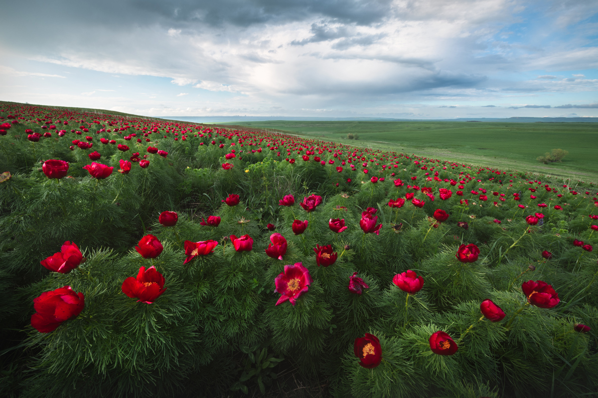 "Степные пионы"