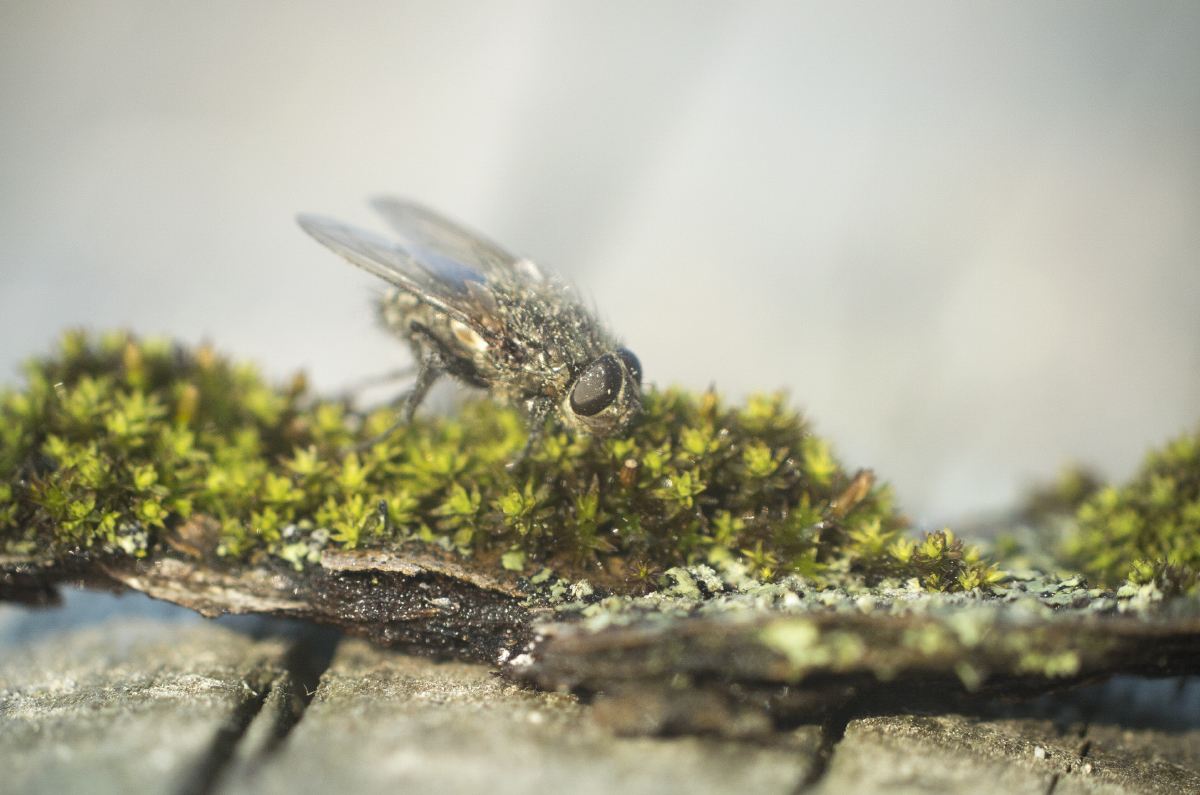 Весеннее пробуждение мухи