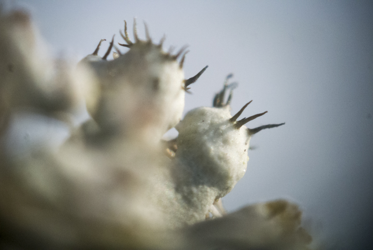 Белый мох (лишайник)