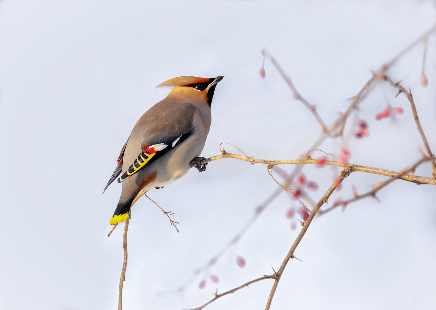 Свиристель.