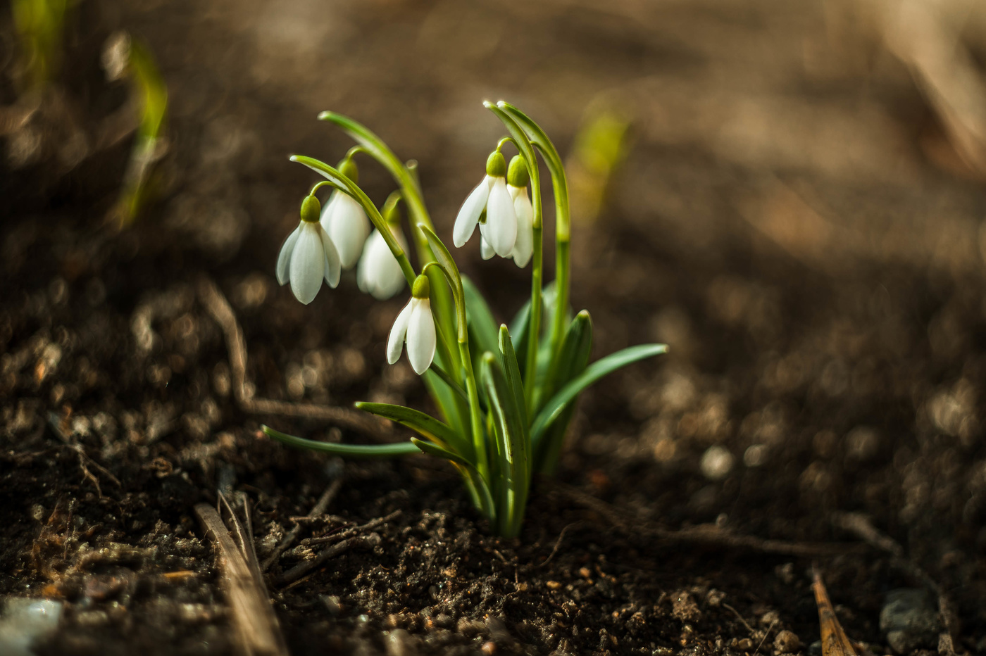 Die ersten Schneeglöckchen
