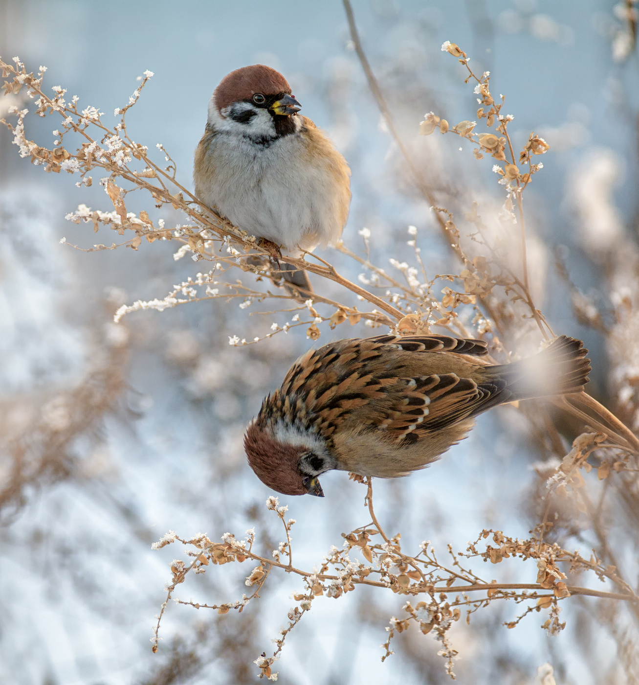 Sparrows