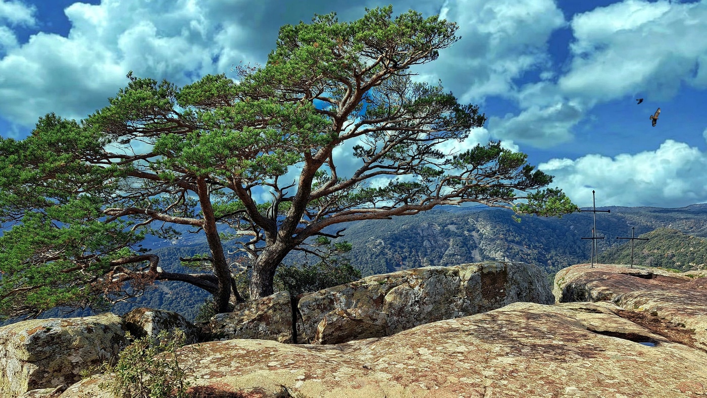 Rojals (Montblanc) - Mola d'Estat - Conca de Barberà