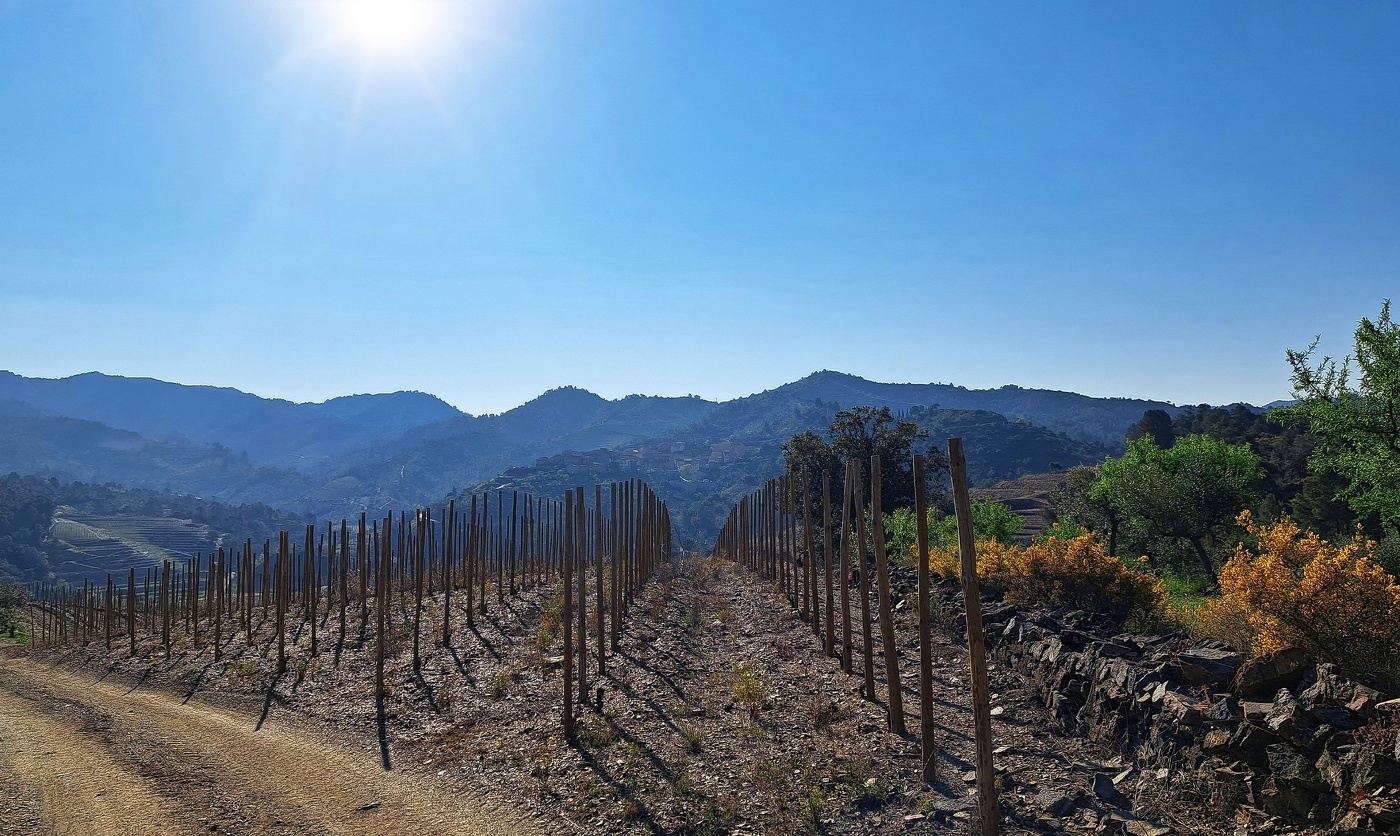 La Vilella Alta - preparant la vinya - Priorat