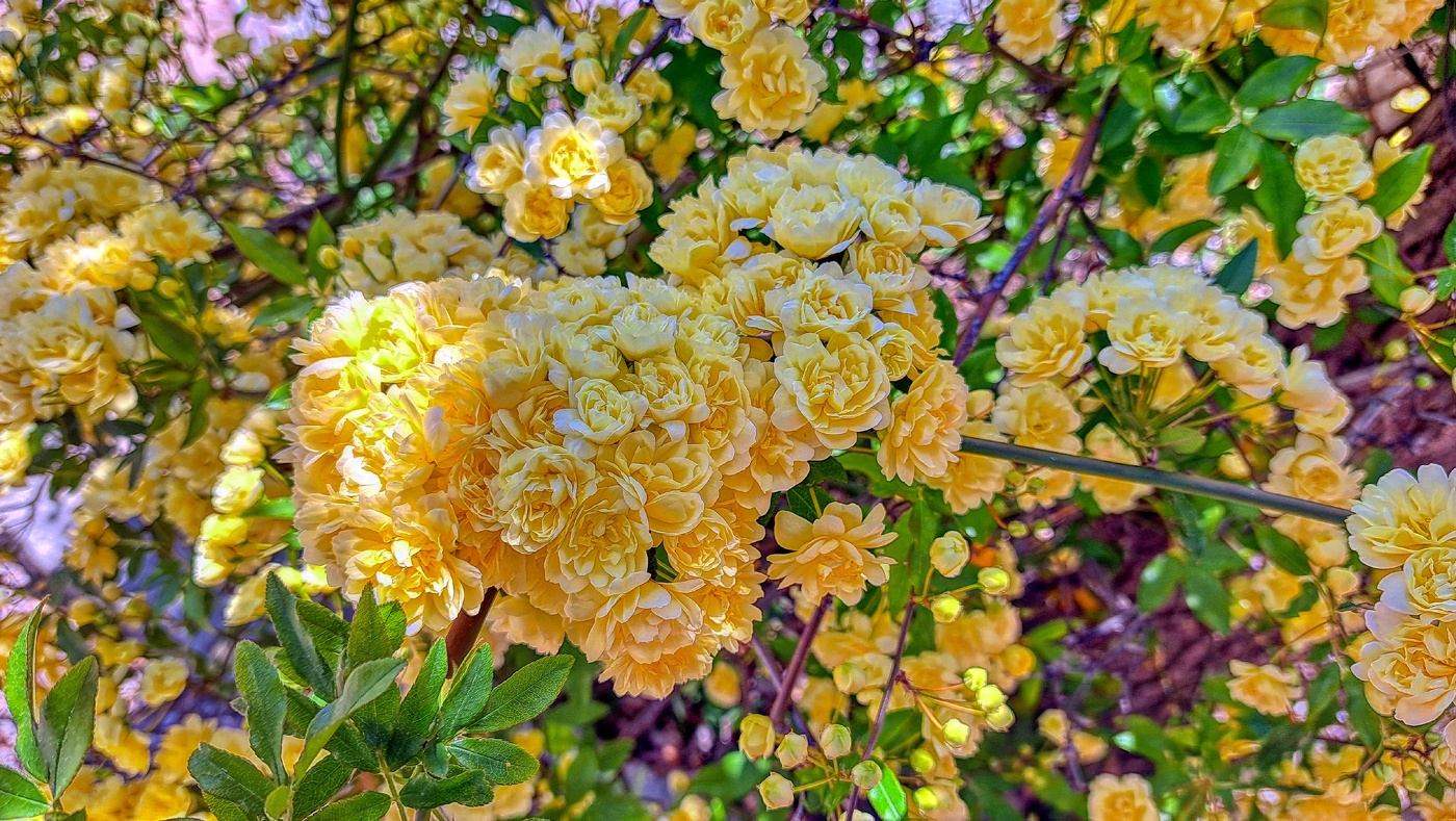 Castellvell de Camp - Rosa banksiae (Alba) - Baix Camp