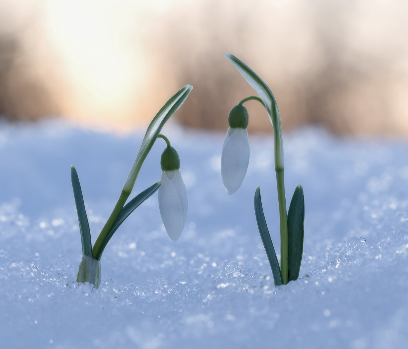 Zärtlichkeit der Natur