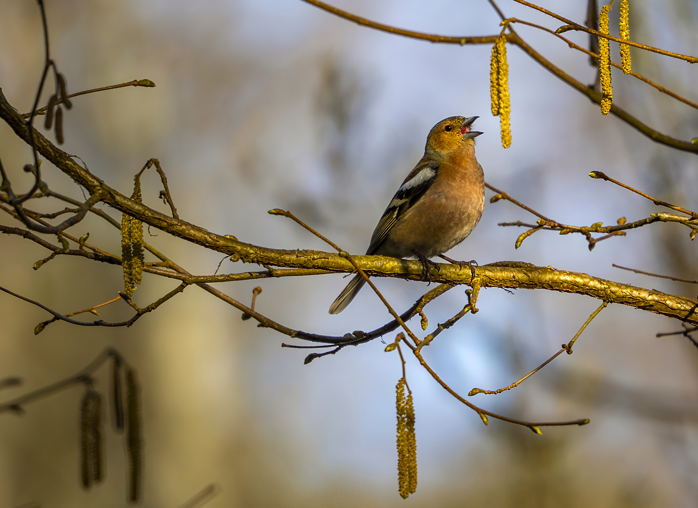 Herold des Frühlings