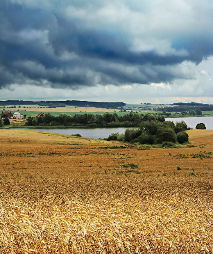 Лето в Петровичах
