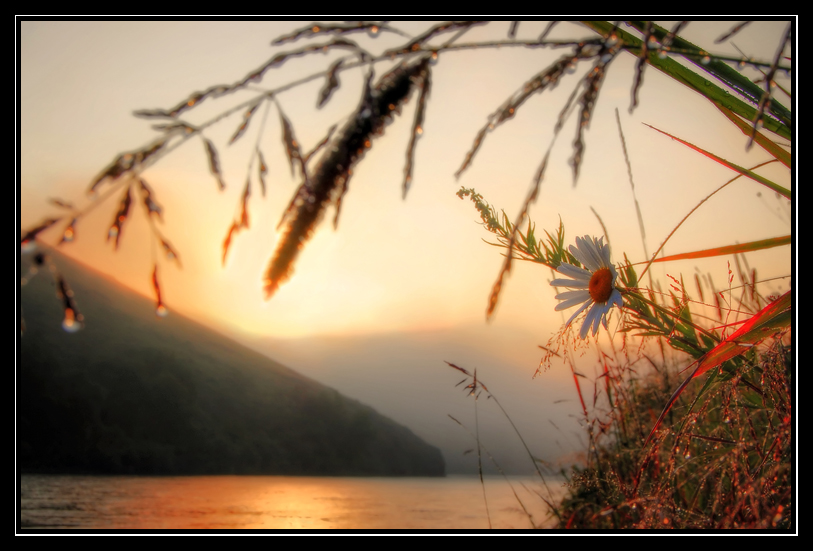 Рассвета золотого цвет