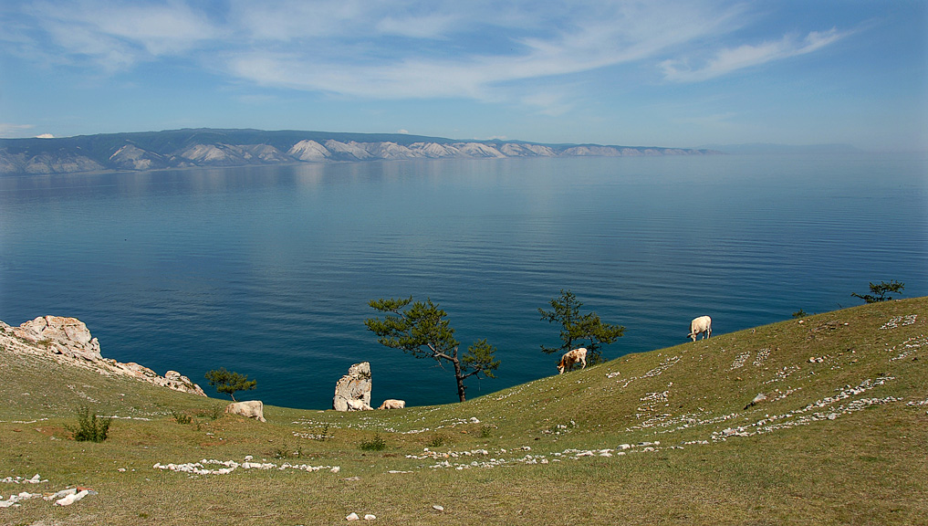 Плодитесь, коровы! )