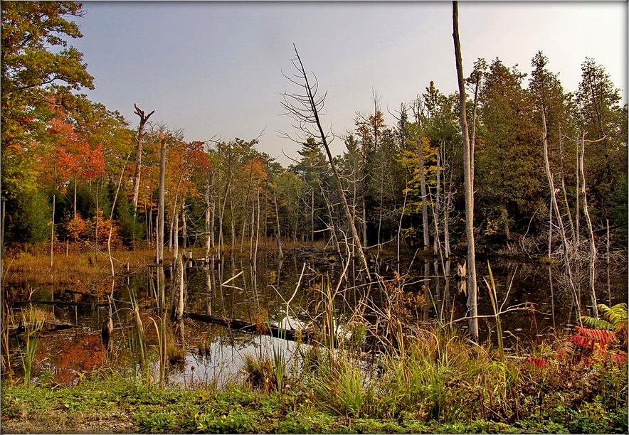 балота Мускокі