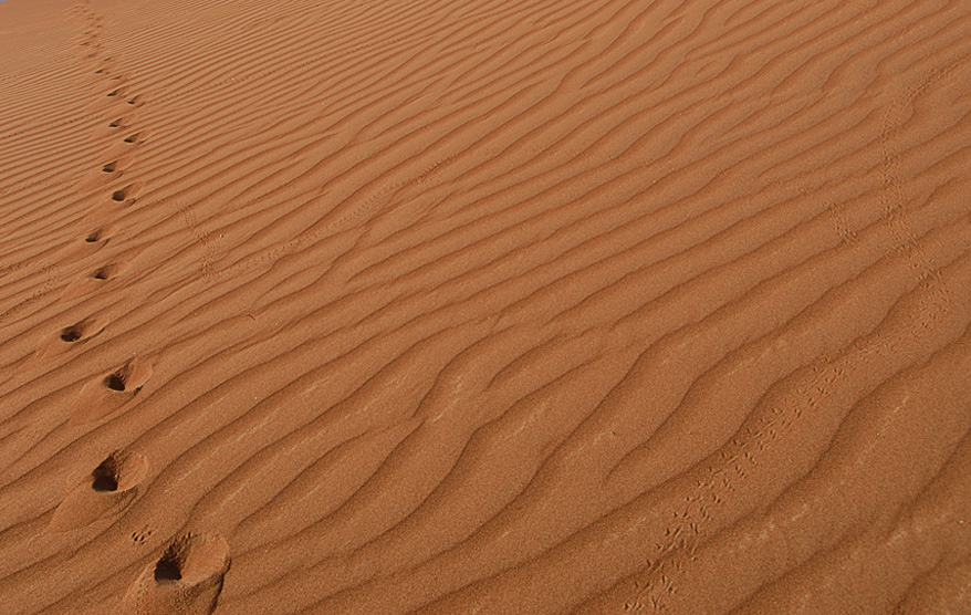 Следы. Фрагмент.