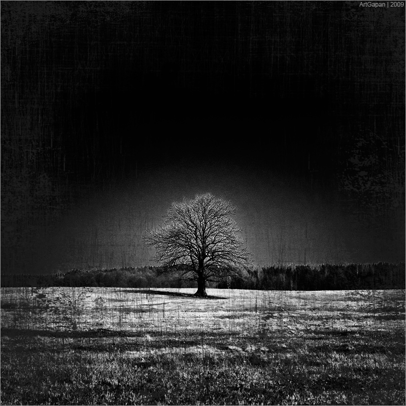 * Portrait of Tree II *