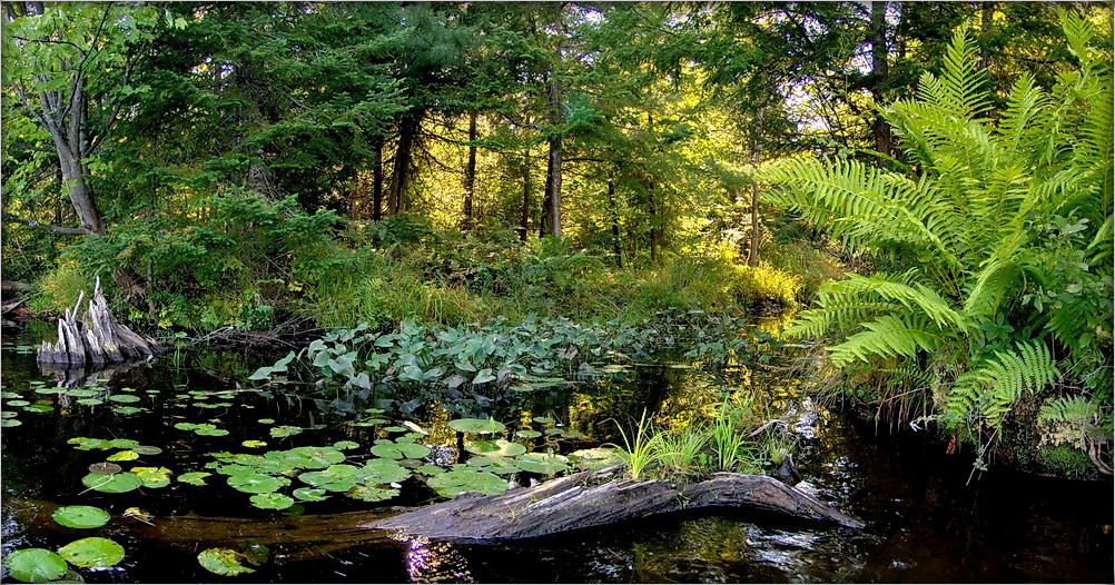 надвячорак