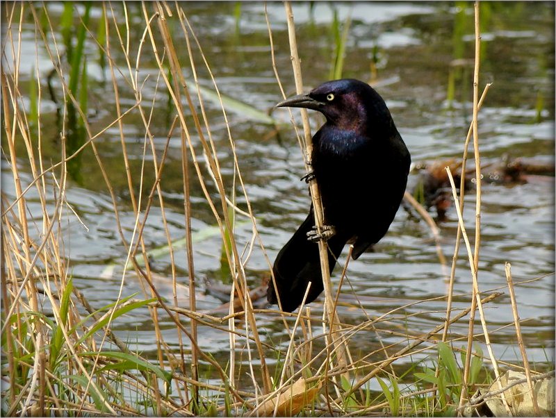 погляд Несьмяяны