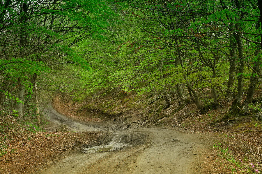 Крымский Лес