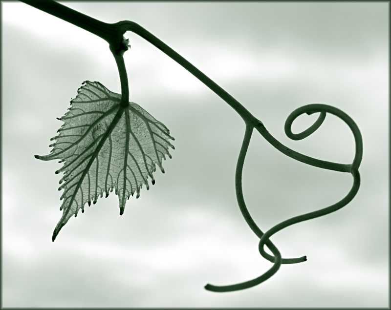 Handschrift der Natur