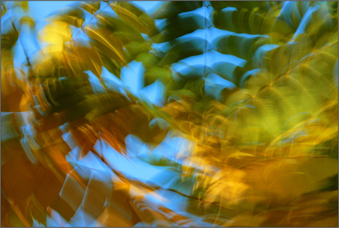 Листья   осени