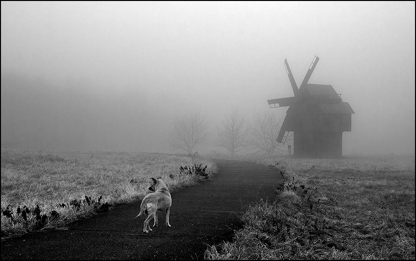В поисках рыцаря