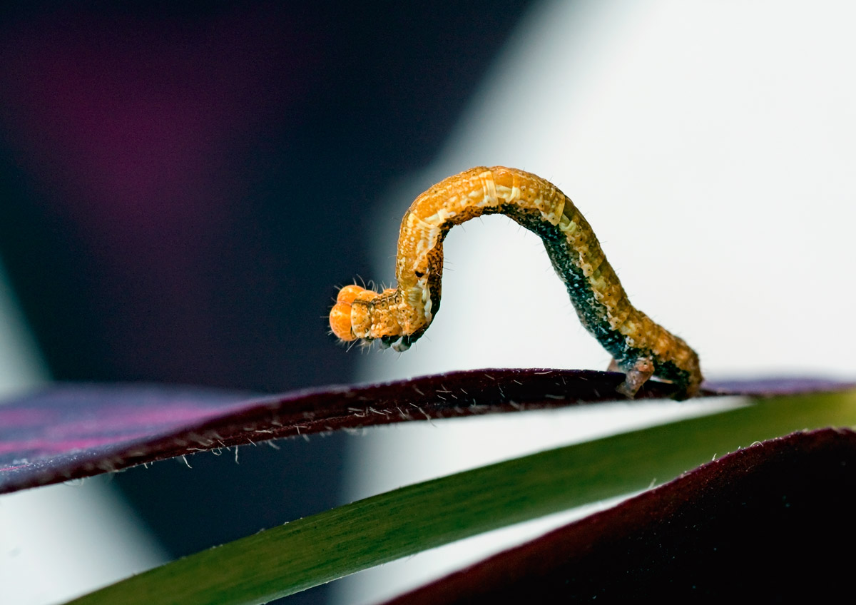 любопытство