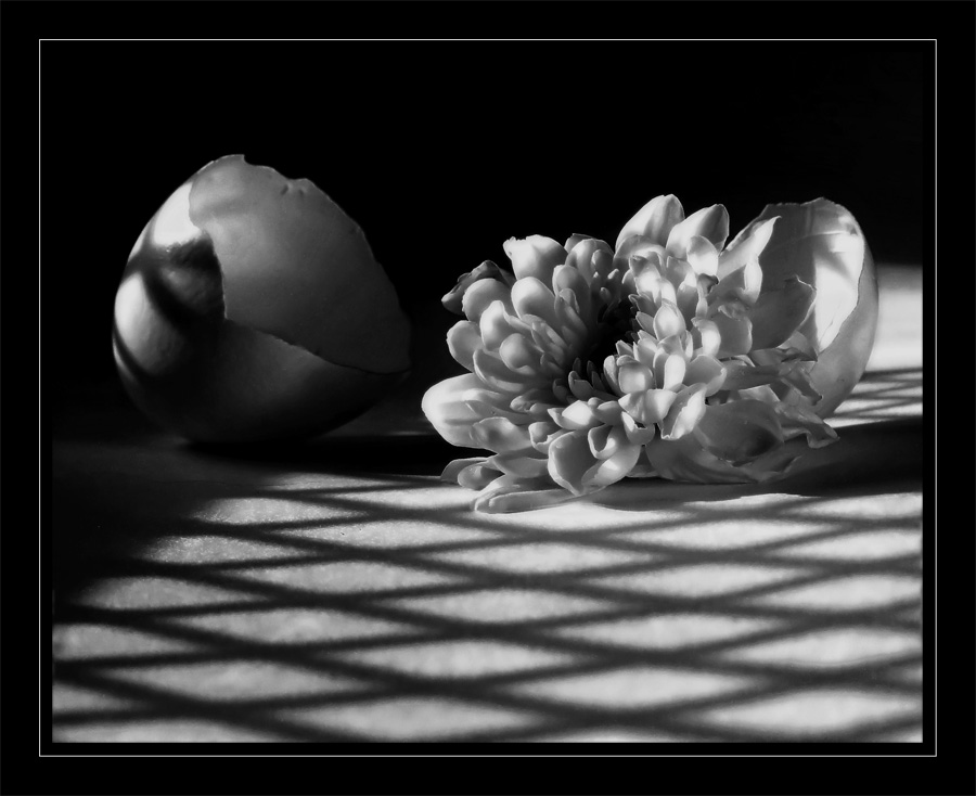 хризантема