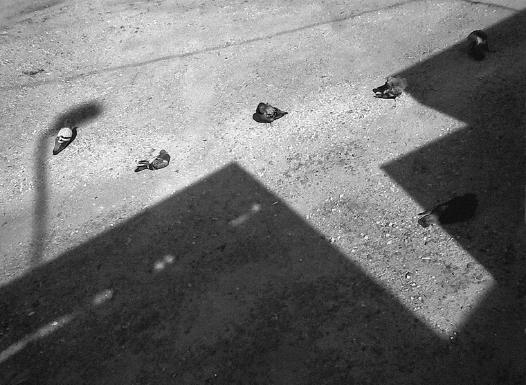 любофь и голуби